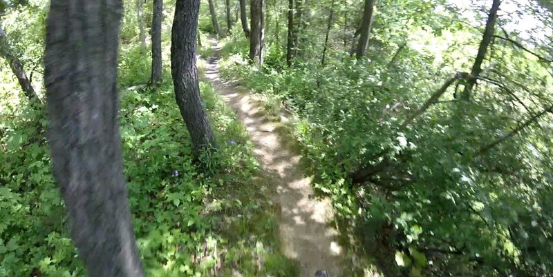 Thru more trees.