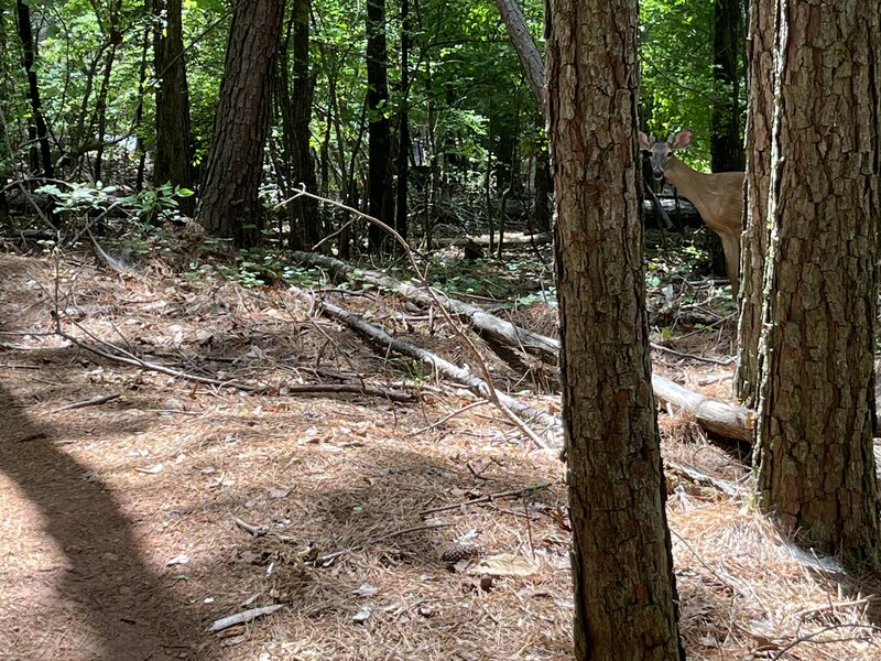 Whitetail peaking out from the trees.