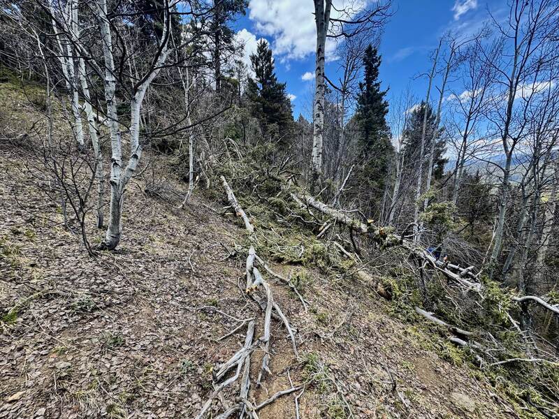 One of dozens of trees you have to climb over. We lost count. Walked and threw our bikes over more trees than we could count.