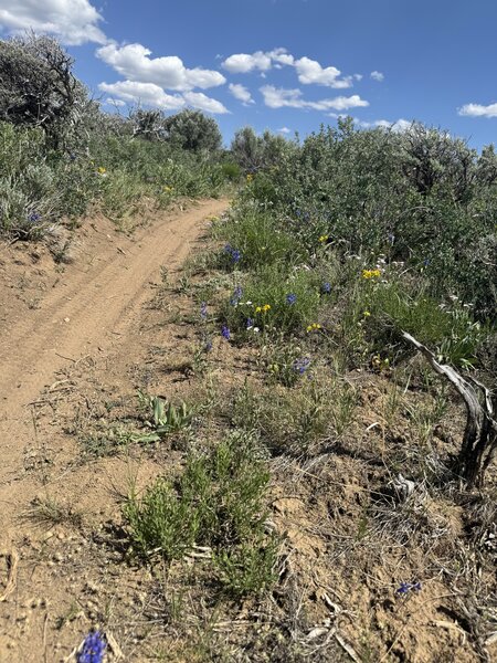 The amount of wildflowers this time of year was amazing, late May early June.