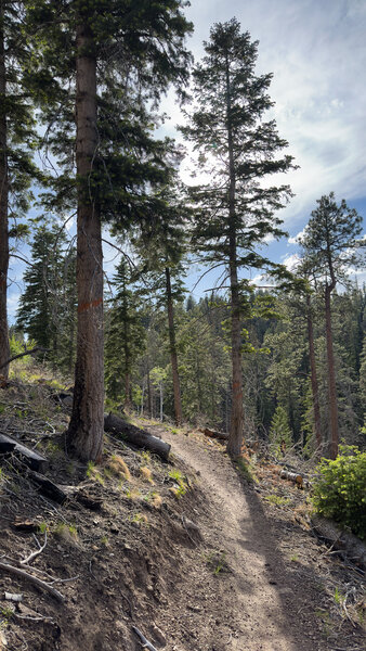 Singletrack on the climb