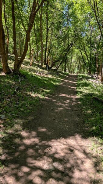 Dark trail singletrack.