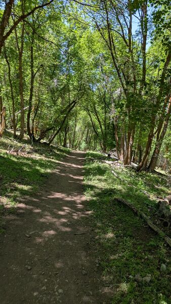 Dark Trail singletrack