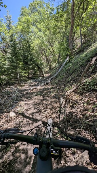 Backdoor singletrack going up.