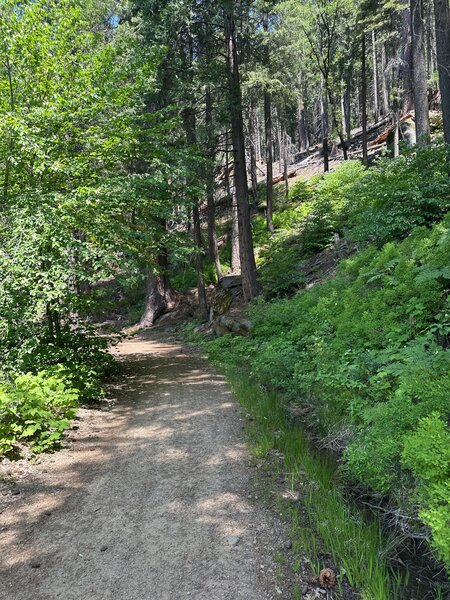 Shaded trail near Lyons Dam.