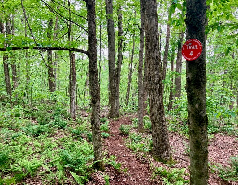 Upper entrance to Red 4, Tariff trail.