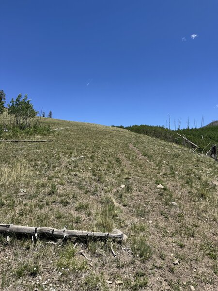 The final climb. The trail gets impassable here in the aspen. Trail picks up again left of the aspen at the top of the hill.