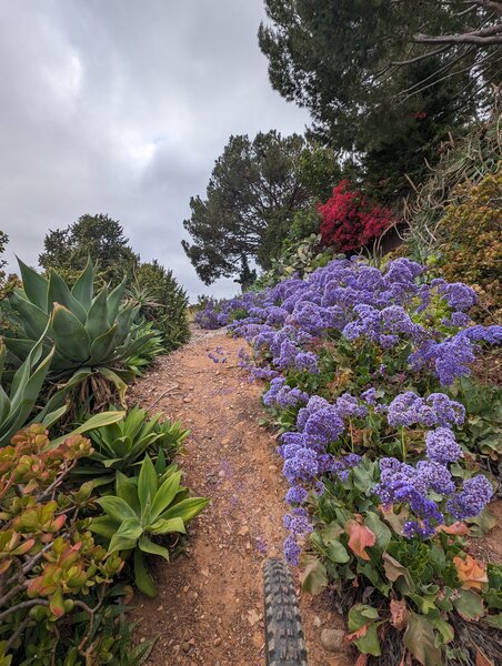 This trail has beautiful flowers in spring.