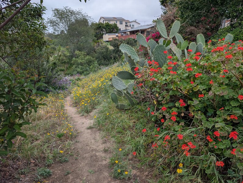 Spring flowers on Lanston Rim.