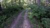 View of the trail.