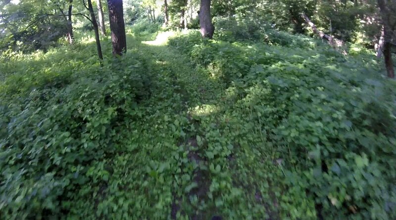 View of the trail.