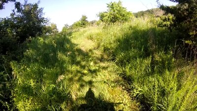 Plateau meadow.