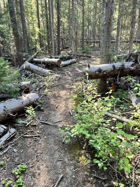 Trappers; trees have been cleared.