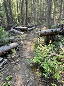 Trappers; trees have been cleared.