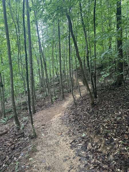Trail