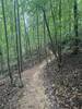 Trail