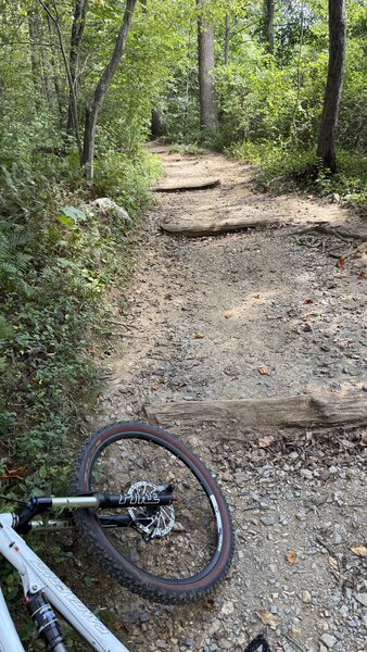 Cabin John trail steps and roots.