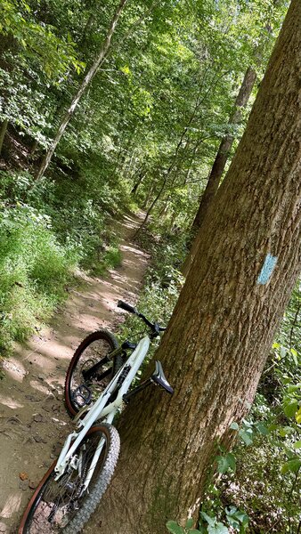 Cabin John trail