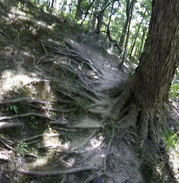 Roots!