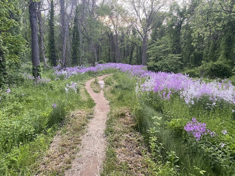 Start of Loop 3 with spring wild flowers.