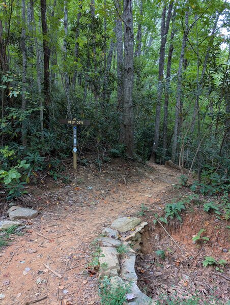 The junction of Jarrett Creek Road and the top of Deep Cove Trail.