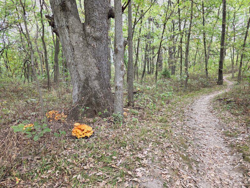 Cool fungus growing beside the trail.