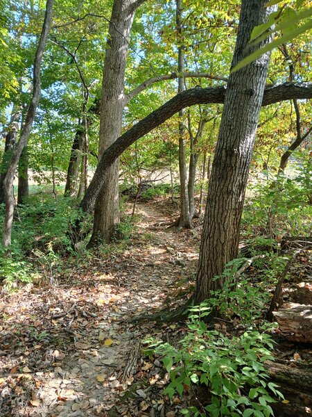 On the trail