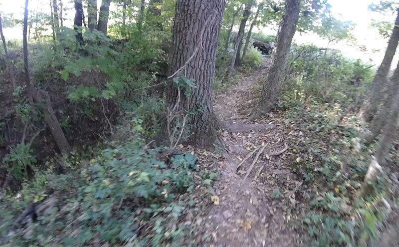 Roots