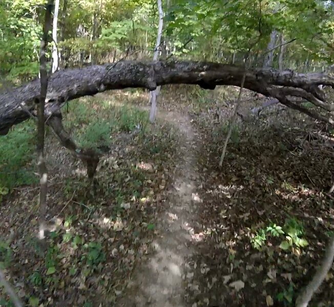 Overhanging tree