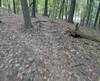Ramp of branches.