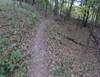 Thru the trees