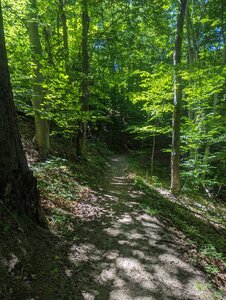 Wide singletrack, well maintained, and a great wooded canopy.