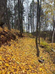 Trail with autumn leaves.