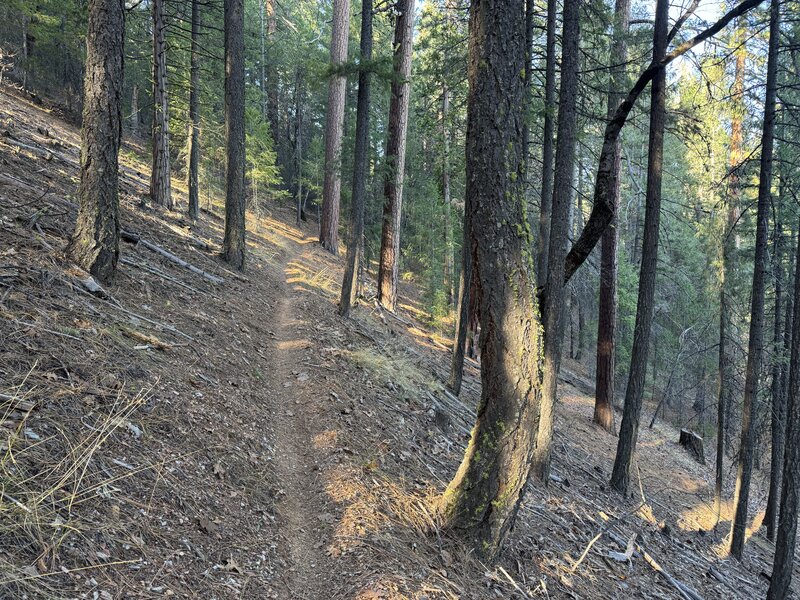 Narrow section of trail.