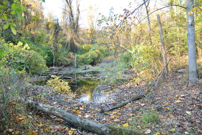 Duck pond