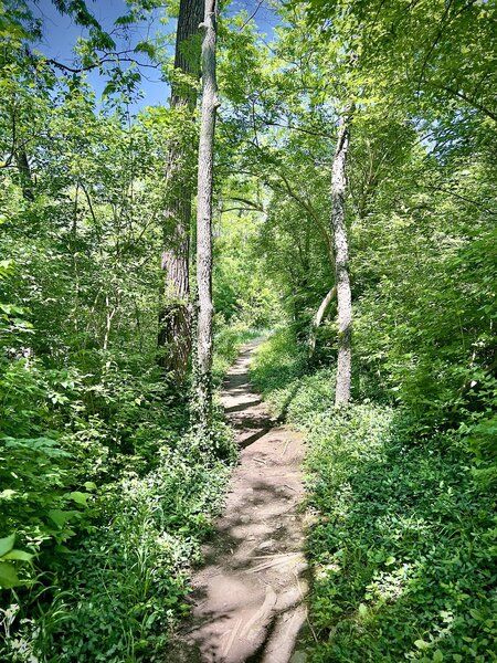 The trail