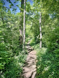 The trail