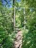 The trail