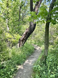 Pushy tree