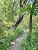 Pushy tree