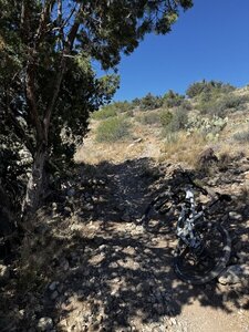 Trail with tree