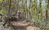 Riding in the maples.