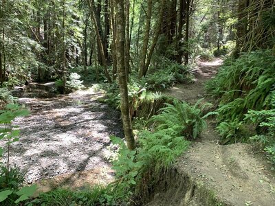 End of the singletrack as it connects to the creek.