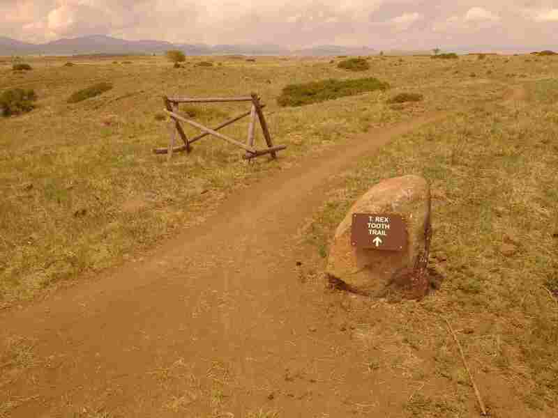 The T Rex Tooth trail starts at the top of the Cretaceous Trail.