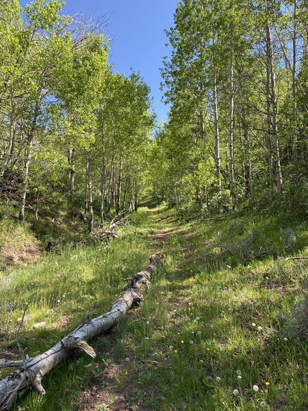Trail into woods