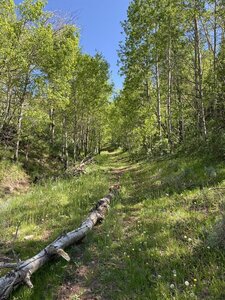 Trail into woods