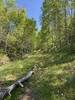 Trail into woods