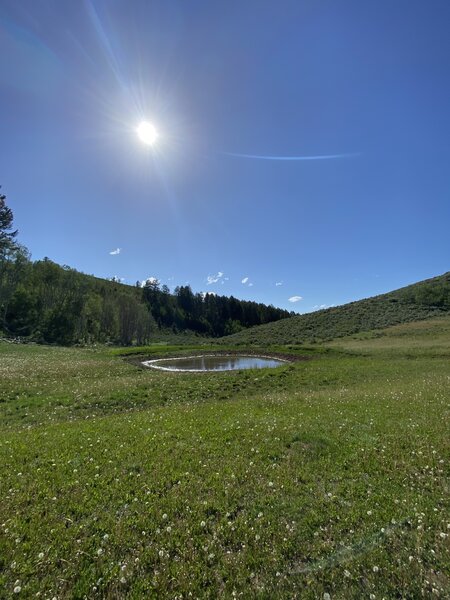 Pond