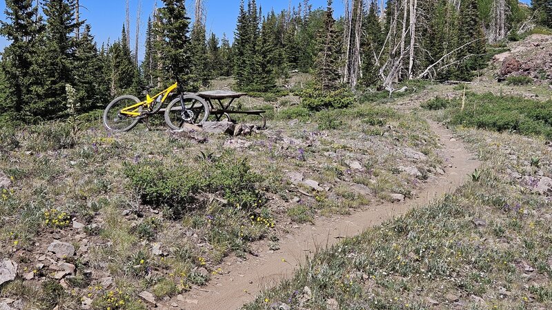 Wildflowers along Upper Timberline near Mace's Run junction.