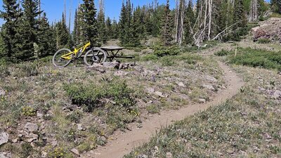 Wildflowers along Upper Timberline near Mace's Run junction.